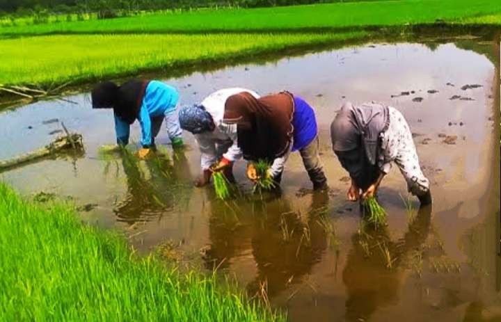 Banyak petani di Bondowoso tidak memanfaatkan program AUTP yang menjamin gagal panen padi. (Foto: Guido Saphan/Ngopibareng.id)