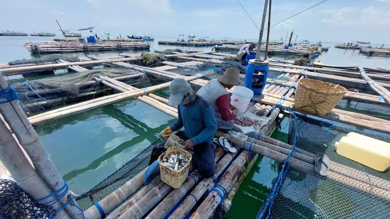 Warga Pulau Giliketapang, Kabupaten Probolinggo membudidayakan ikan kerapu di keramba jaring apung. (Foto: Ikhsan Mahmudi/Ngopibareng.id)