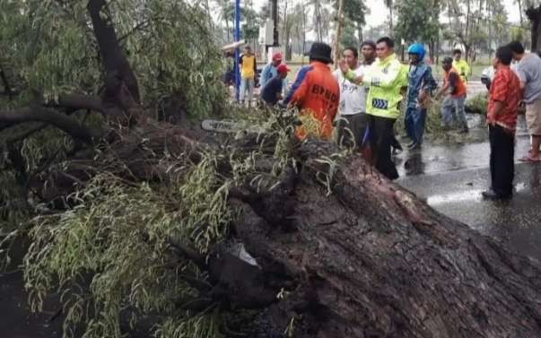 Pohon besar jenis asem tumbang diterjang angin puting saat hujan deras mengguyur Kecamatan Mangaran Situbondo, Selasa 7 Desember 2021 malam. (foto: bpbd situbondo)