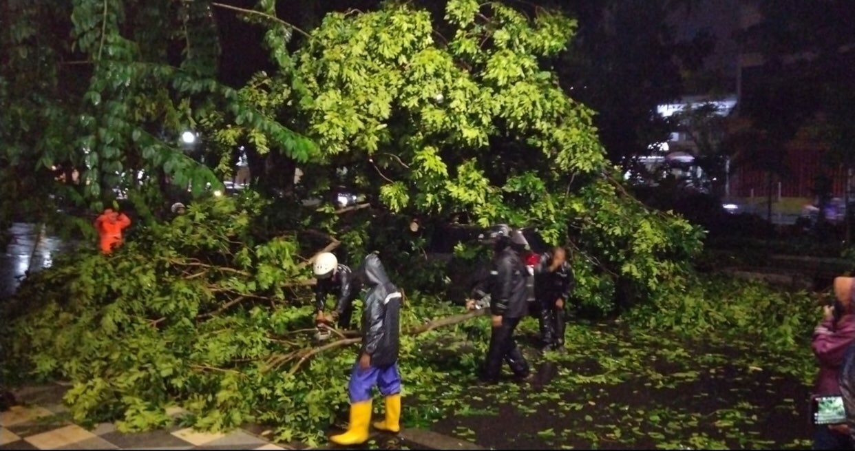 Pohon tumbang yang menimpa mobil di Jalan Kertajaya (Foto: istimewa)