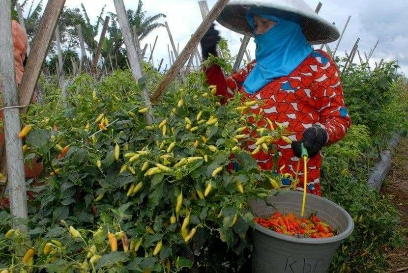 Seorang petani di Kota Probolinggo sedang memanen cabai rawit di kebunnya. (Foto: Ikhsan Mahmudi/Ngopibareng.id)