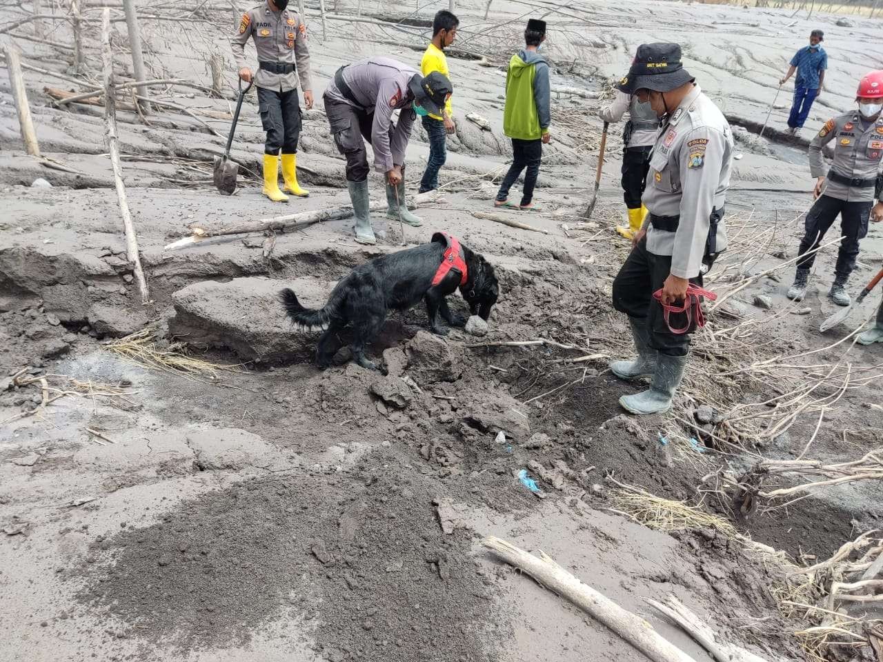 Unit K-9 Polda Jatim membantu pencarian korban erupsi Gunung Merapi. (Foto: Istimewa)