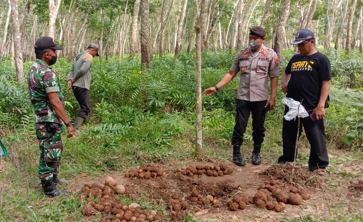 Petugas mengecek dan menginventarisir benda diduga granat di area perkebunan Sumberjambe (foto: istimewa)