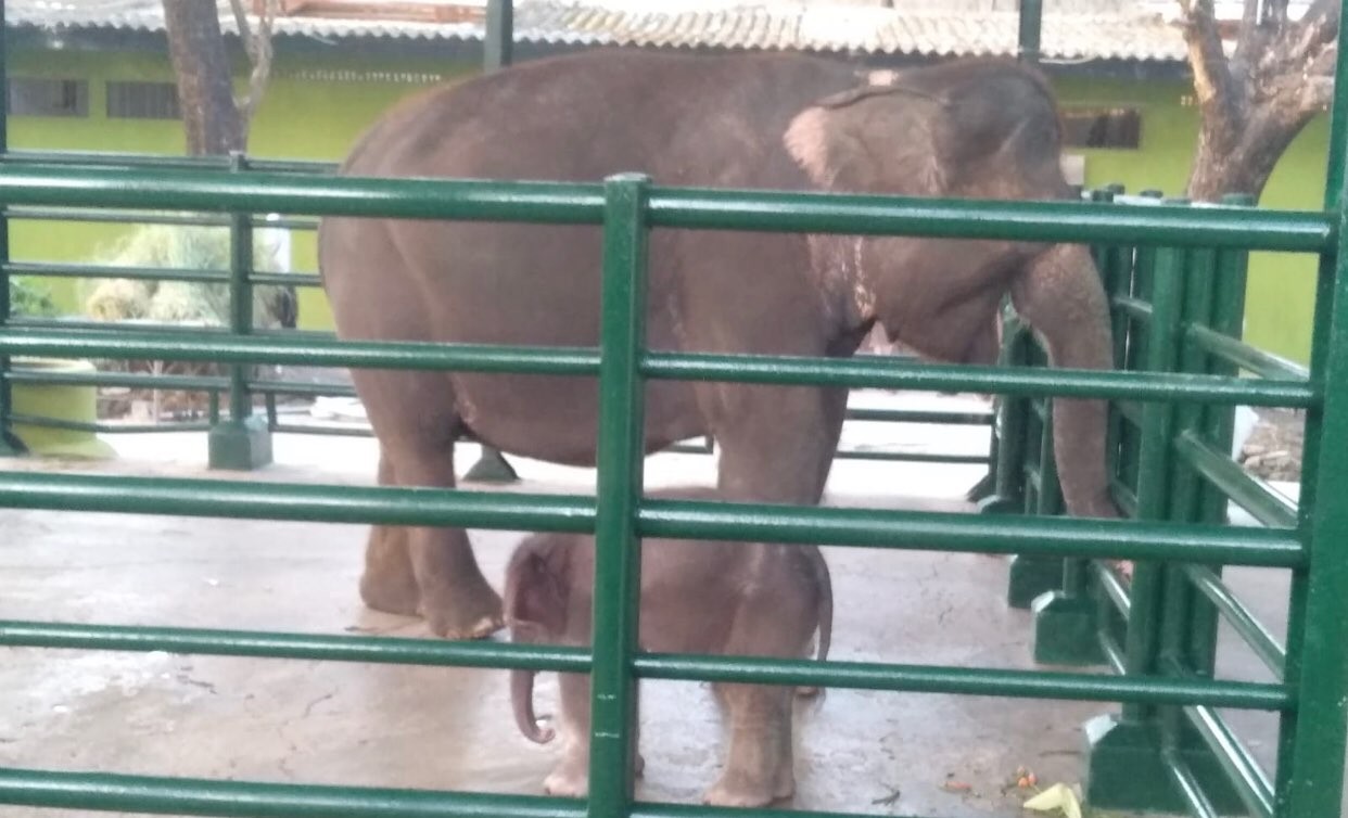 Dumbo saat bersama induknya (Foto: istimewa)