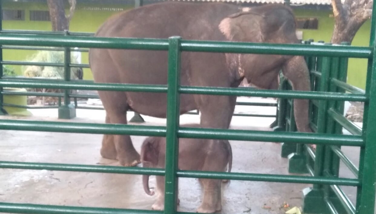 Dumbo kecil saat sedang bersama induknya (Foto: Istimewa)