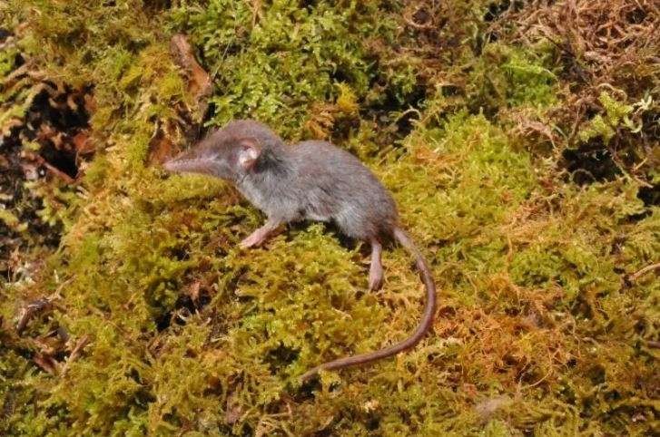 Crocidura caudipilosa, salah satu jenis baru celurut yang ditemukan di Sulawesi. ANTARA/HO-BRIN.