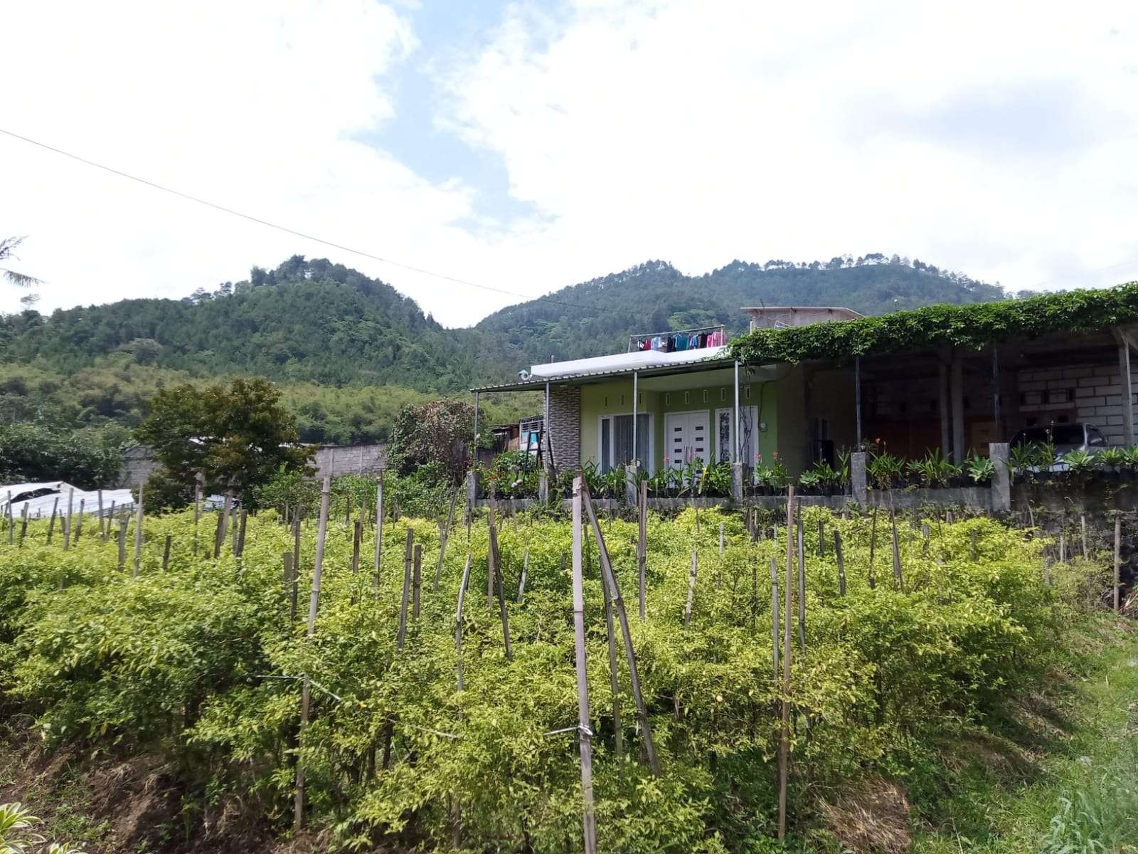 Salah satu lahan petani cabai di Malang (Foto: Lalu Theo/ngopibareng.id)