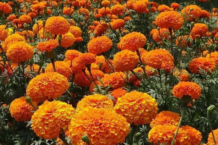 Ilustrasi bunga marigold. (Foto: Istimewa)