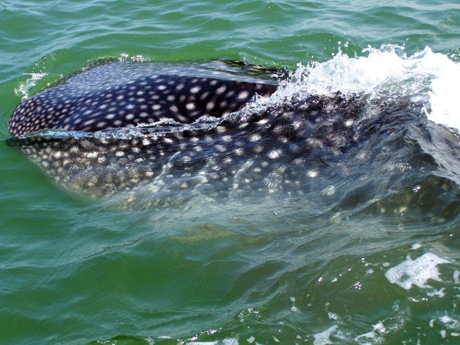 Sejak sepekan terakhir, hiu tutul (whale shark) muncul di perairan Probolinggo. (Foto: Ikhsan Mahmudi/Ngopibareng.id)