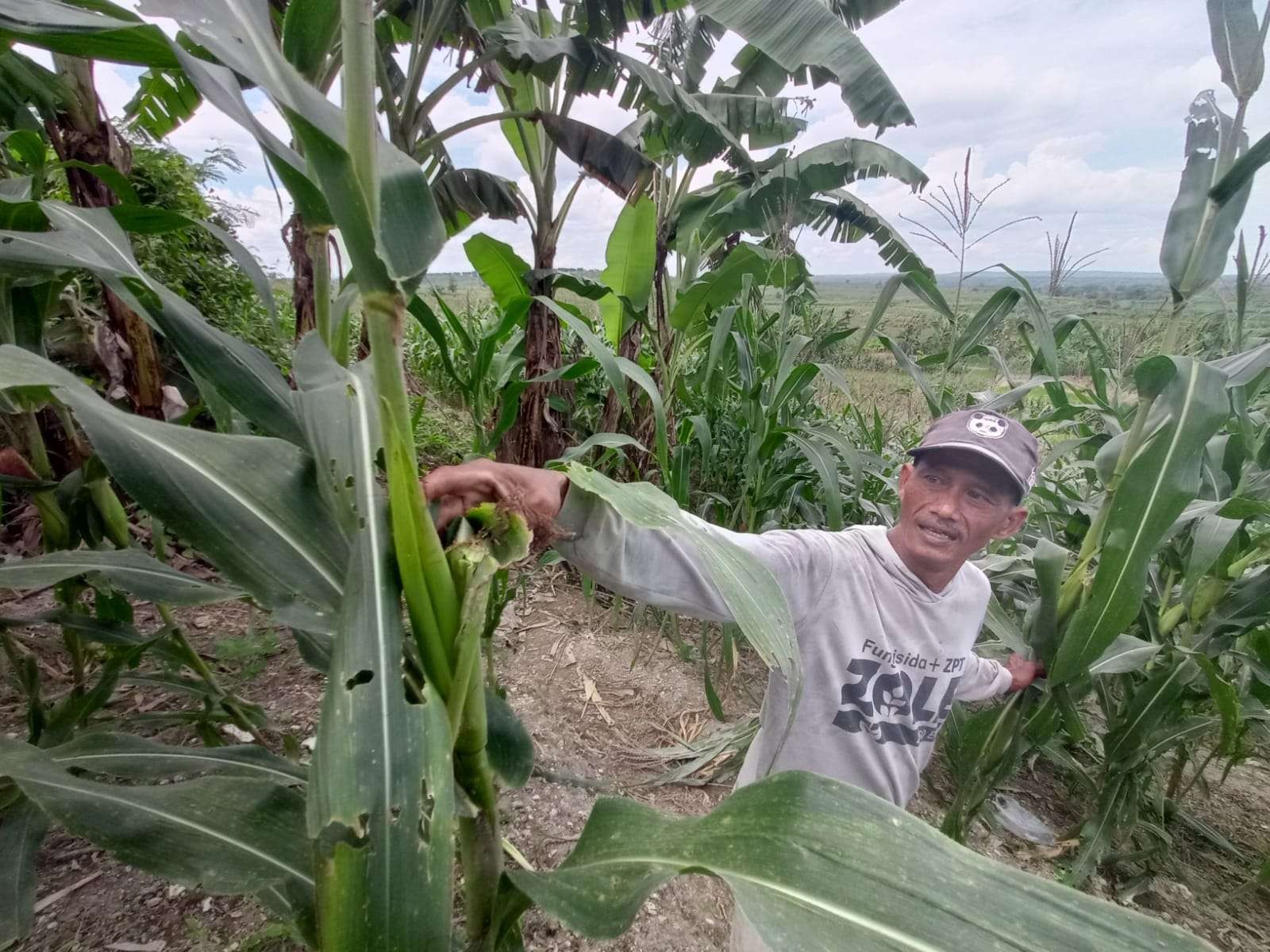 Petani meninjau tanaman jagung yang dijarah monyet.(Deni Lukmantara/Ngopibareng)