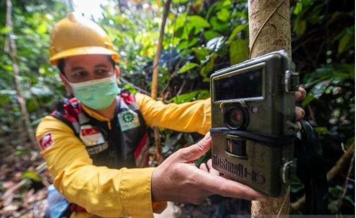 Petugas dari PT Rimba Hutani Mas (RHM) memasang kamera trap di kawasan hutan konservasi di Kecamatan Bayung Lencir, Musi Banyuasin (Muba), Sumatera Selatan, Rabu (29/12/2021). Pemasangan kamera trap di kawasan hutan konservasi yang berada di sekitar konsesi mitra pemasok APP Sinar Mas tersebut sebagai upaya untuk melindungi dan mengetahui jumlah harimau sumatera ("Panthera tigris sumatrae") yang berada di kawasan tersebut. (Foto: Antara/Nova Wahyudi)