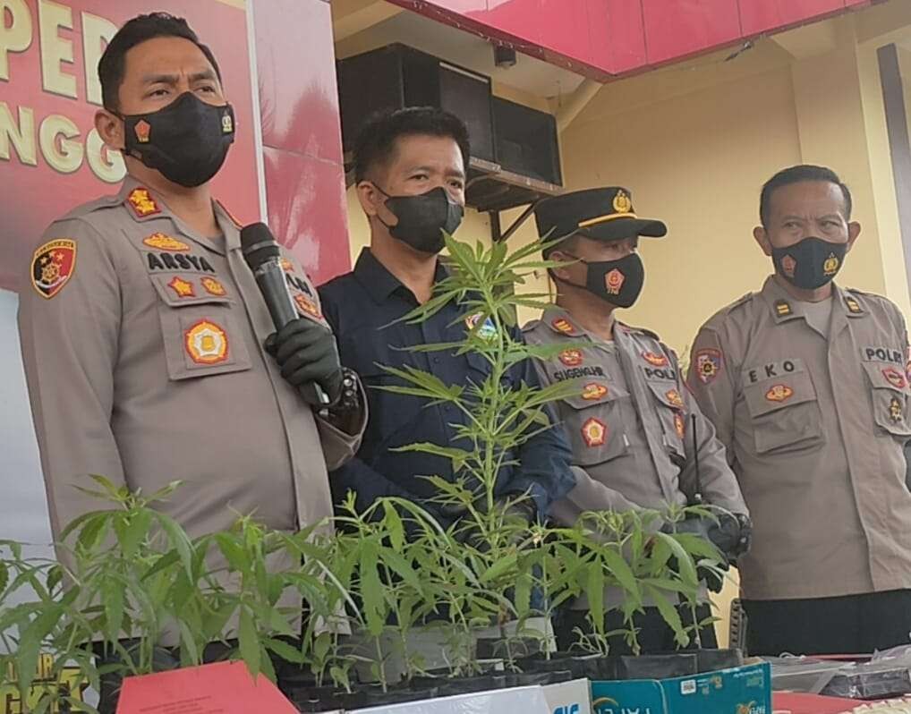 Kapolres Probolinggo AKBP Teuku Arsya Khadafi (kiri) menunjukkan barang bukti tanaman ganja. (Foto: Ikhsan Mahmudi/Ngopibareng.id)