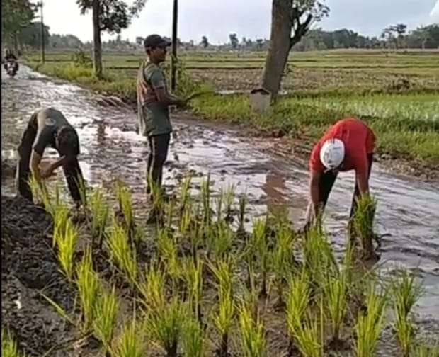 Sejumlah warga Desa Glundengan Wuluhan menanam padi dan pisang di jalan rusak (Foto: Tangkap Layar)