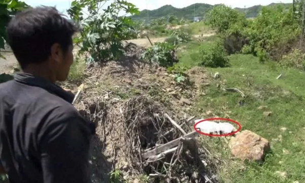 Bangkai anjing di sekitar kawasan Sirkuit Mandalika, NTB. (Foto: Istimewa)