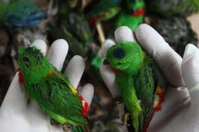 Burung endemik Kalimantan yang berhasil diamankan oleh petugas balai besar karantina pertanian (BBKP) Surabaya. (Foto: Ant)