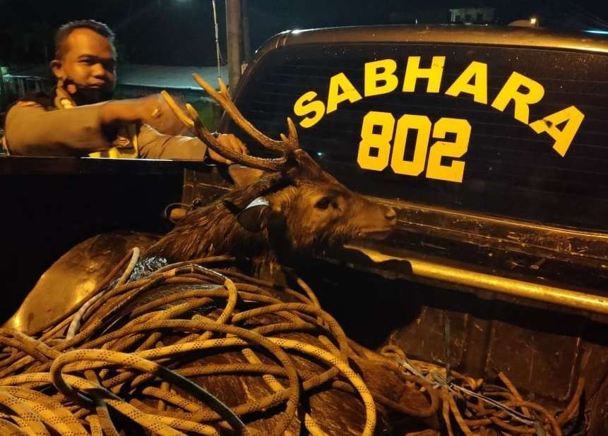 Rusa lepas dari penangkaran. (Foto: Istimewa)