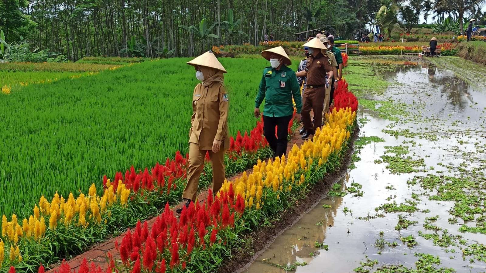 Bupati Banyuwangi melihat hamparan tanaman padi pada festival padi pada September 2021 lalu (foto: Muh Hujaini/Ngopibareng.id)