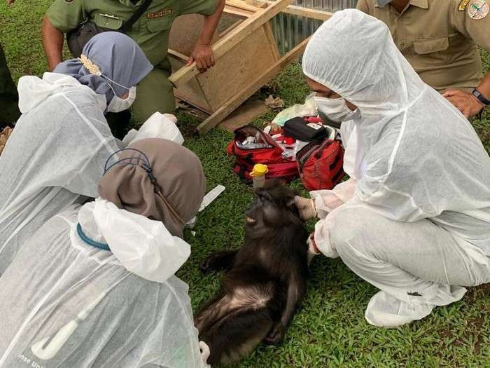 Satwa liar di rumah Bupati Langkat, Terbit Rencana Perangin-angin. (Foto: Dok. BKSDA Sumut)