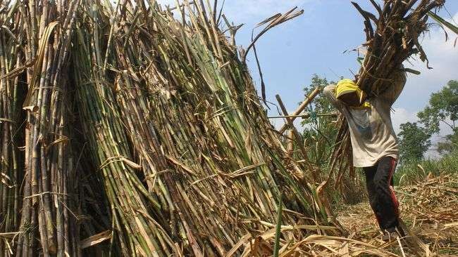 Ilustrasi petani tebu panen. (Foto: Istimewa)