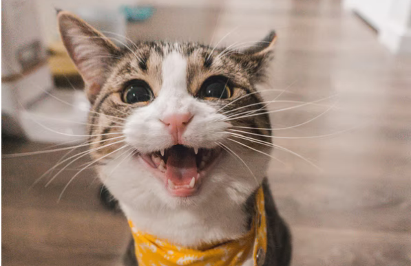 AZI, 23 tahun, tersangka penganiaya kucing di Tulungagung, akhirnya menerima vonis penjara 3 bulan, dari ancaman hukuman selama 2 tahun. (Foto: unsplash)