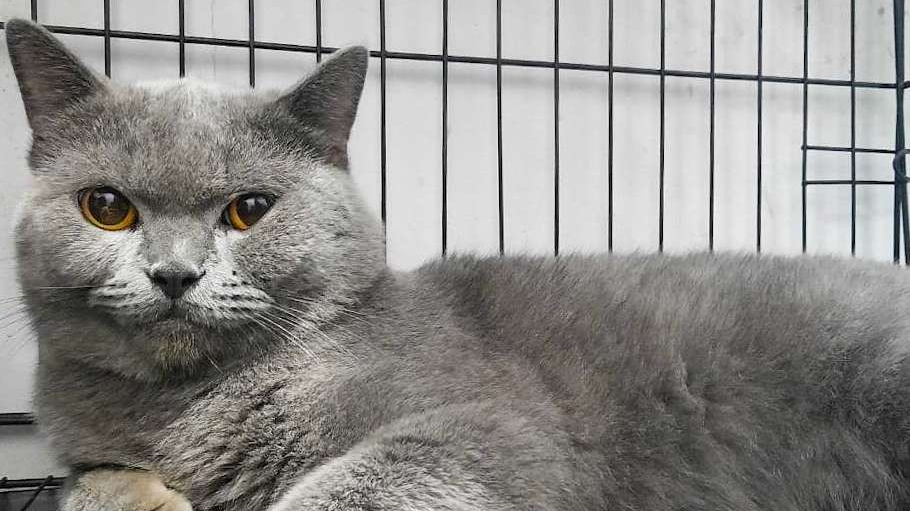 Kucing jenis British Shorthair milik Anto. (Foto: Aini Arifin/Ngopibareng.id)