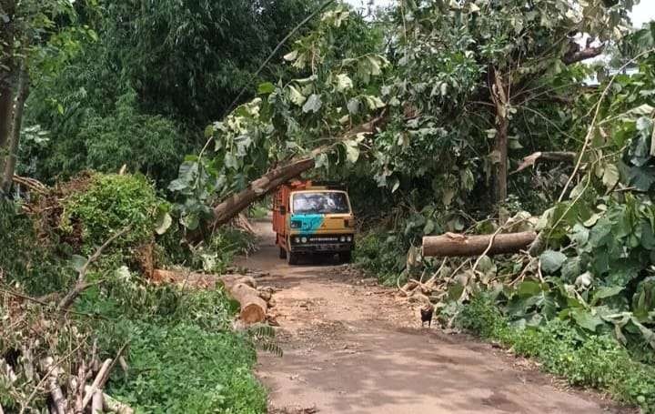 Di antara pohon yang  tumbang akibat hujan deras disertai angin kencang di Kabupaten Probolinggo. (Foto: Ikhsan Mahmudi/Ngopibareng.id)