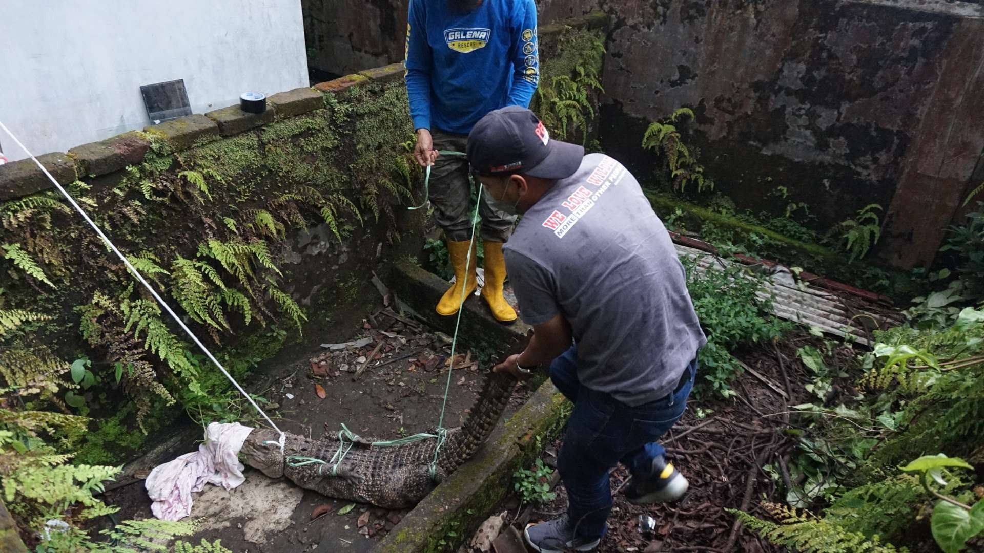 Petugas BKSDA Jatim dibantu warga evakuasi buaya.(Foto: Deni Lukmantara/Ngopibareng)