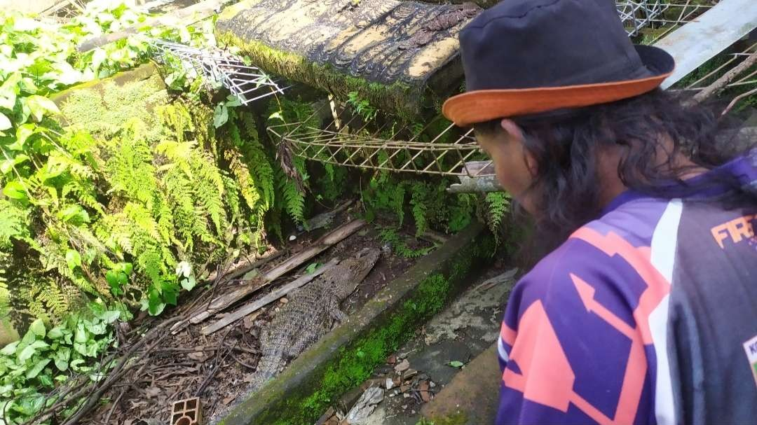 Buaya muara dalam kolam belakang rumah warga. (Foto: Deni Lukmantara/Ngopibareng.id)