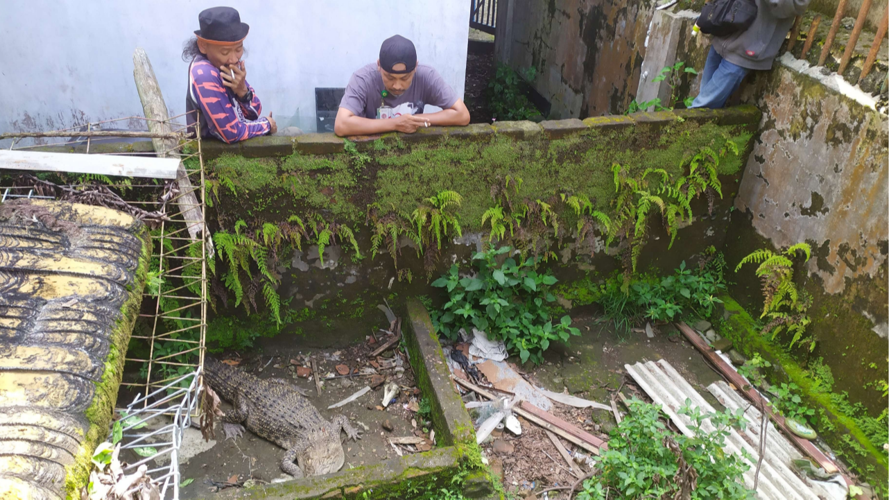 Kolam buaya milik warga di Desa Trawas. (Foto: Deni Lukmantara/Ngopibareng)