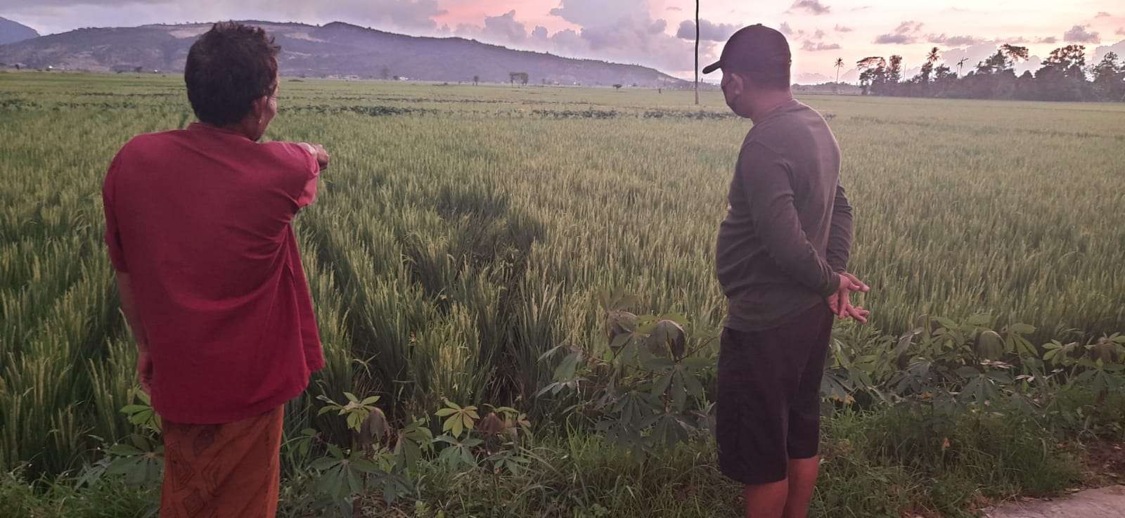 Saksi saat menunjukkan lokasi saat korban tumbang dibacok oleh para pelaku (Foto: Istimewa)