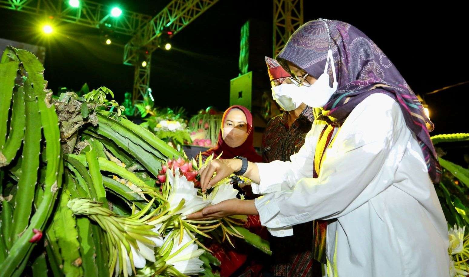 Bupati Banyuwangi menyemai bunga buah naga beberapa waktu lalu. (Foto: Istimewa)