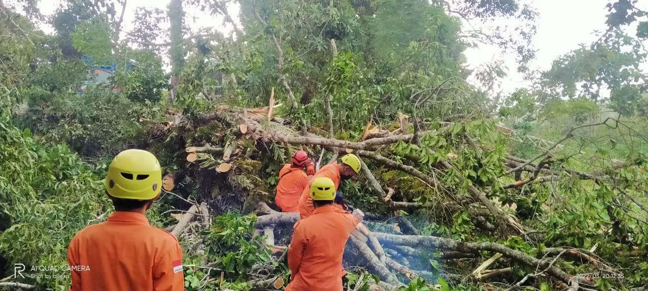 BPBD Kabupaten Tuban melakukan pembersihan pemotongan pohon yang roboh (Foto: Istimewa)