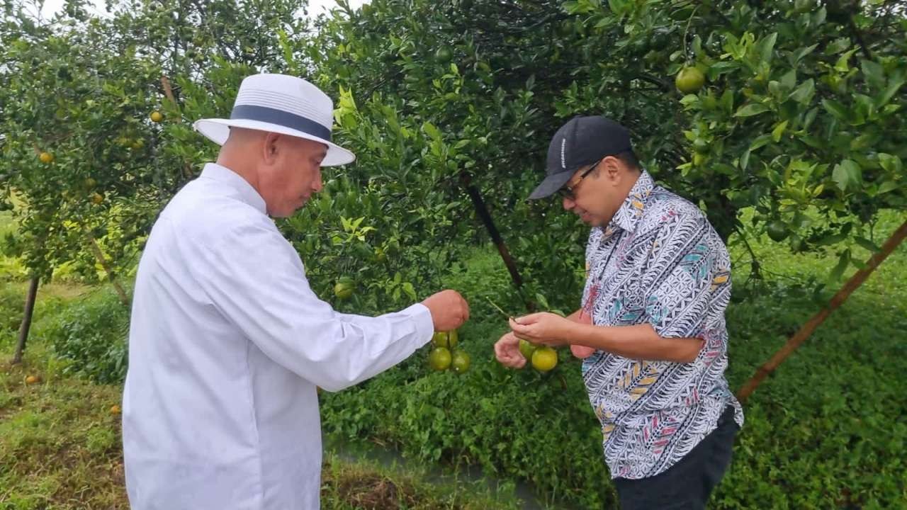 Arum Sabil memamerkan jeruk di kebunnya yang sangat luas. (ngopibareng.id)