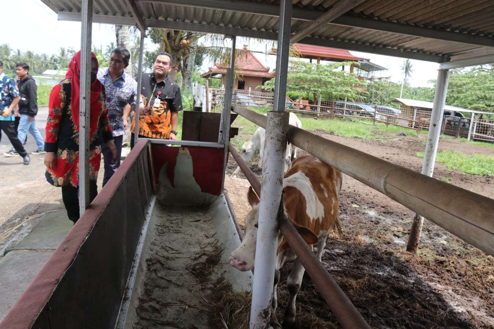 Foto: Bupati Blora dan Wakilnya berkeliling di Bengkel Sapi Kalijeruk, Sleman, Yogyakarta, milik Prof. Ali Agus. (Foto: Prokopim Blora/Ngopibareng.id)