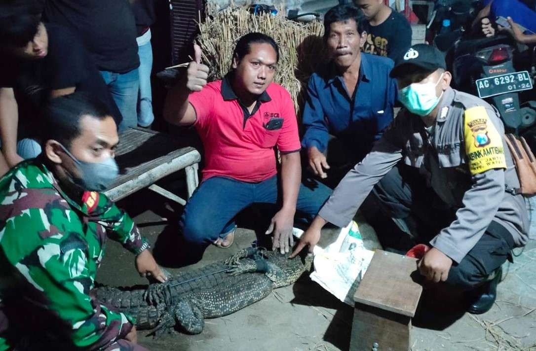 Seekor buaya muara ditangkap warga di Sungai Janti, Kediri. (Foto: Fendhy/Ngopibareng.id)