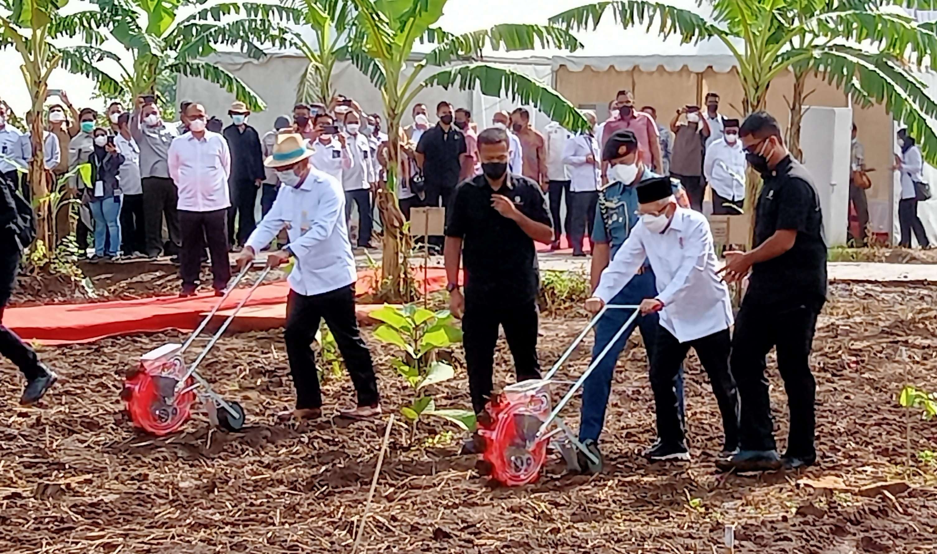 Iwapres KH Ma'ruf Amin bersama Gubernut Jabar Ridwsn Kamil menanam benin secara mekanik ( foto: Asmanu Sudarso/ngopibsreng.id)