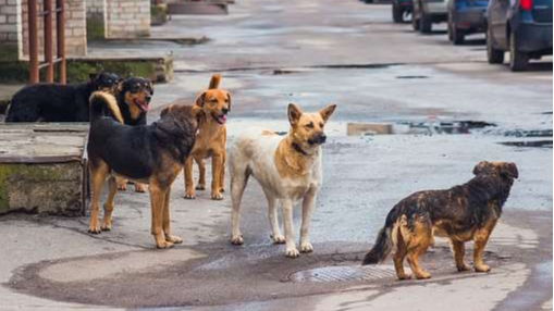 Ilustrasi Anjing (Foto: unsplash.com)