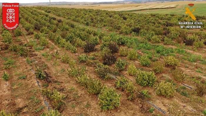 Ladang ganja di Navarre Spanyol. (Foto: guardia)