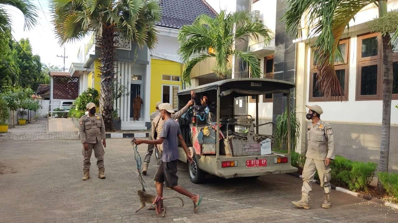 Petugas Satpol PP Tuban saat menertibkan pengamen dengan pertunjukkan topeng monyet (dok. Satpol PP Tuban)