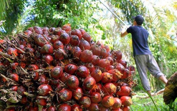 Ilustrasi- pekerja di perkebunan sawit. (Foto: Antara)