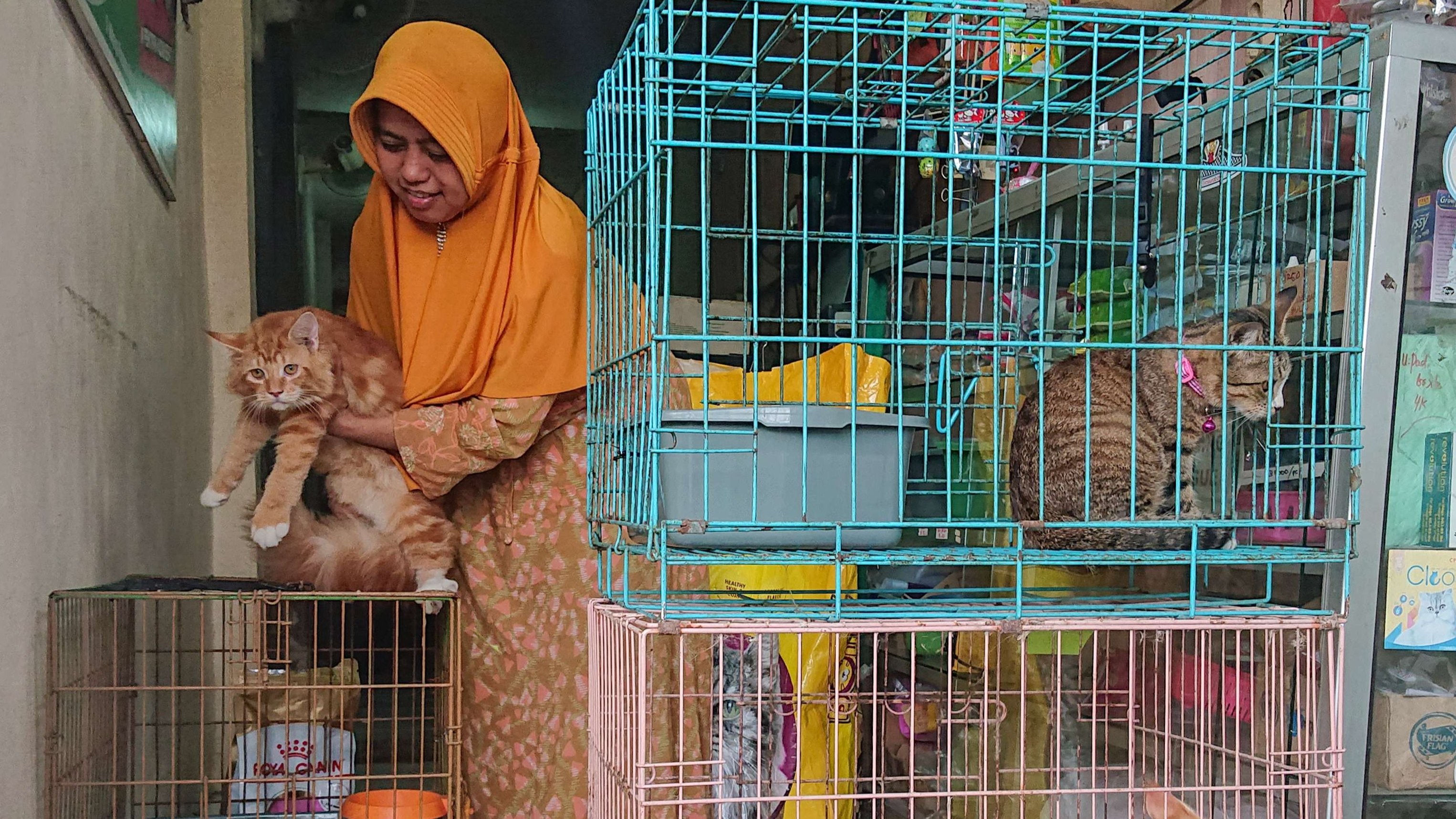 Jasa penitipan kucing di Sidoarjo kewalahan menerima permintaan titip dari pelanggan yang hendak mudik saat Lebaran. (Foto: Aini/ngopibareng.id)