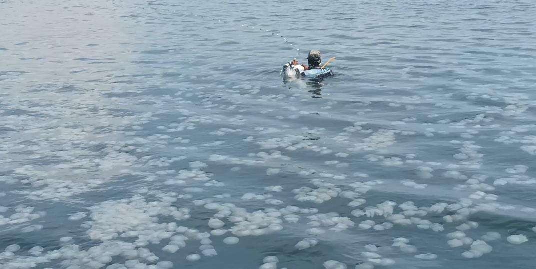 Ribuan ubur-ubur memenuhi perairan Pelabuhan Perikanan Pantai (PPP) Mayangan, Kota Probolinggo, Jawa Timur. (Foto: Ikhsan Mahmudi/Ngopibareng.id)