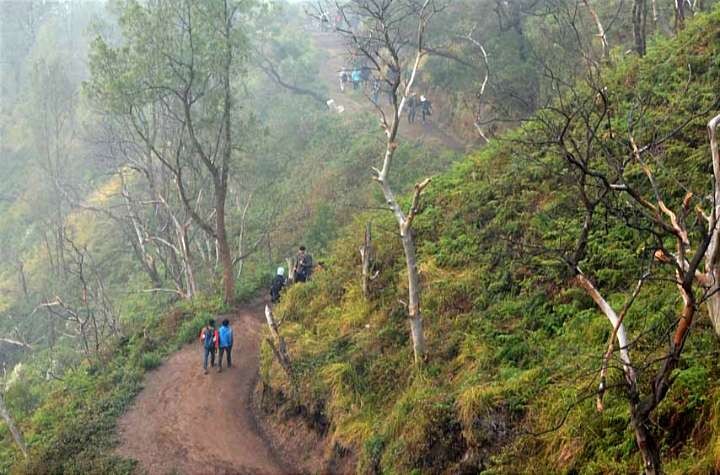 Kawasan hutan Gunung Ijen menuju puncak Kawah Ijen konon dihuni sosok makhluk gaib penunggu. (Foto: istimewa)