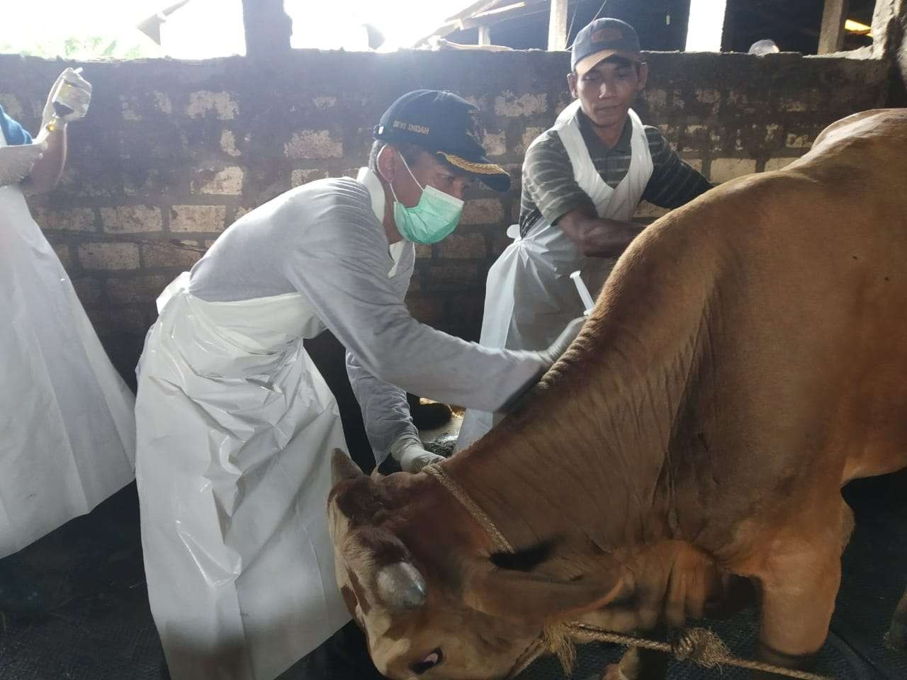 Sapi yang terjangkit PMK sedang diinjeksi obat oleh tim medis Dinas Peternakan Lamongan. (Foto: Imron Rosidi/Ngopibareng.id)