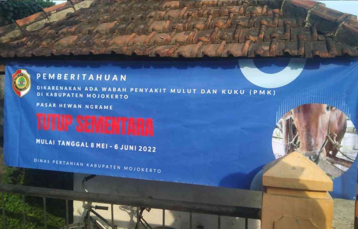 Wabah PMK menyerang ratusan sapi di Mojokerto.(foto istimewa)