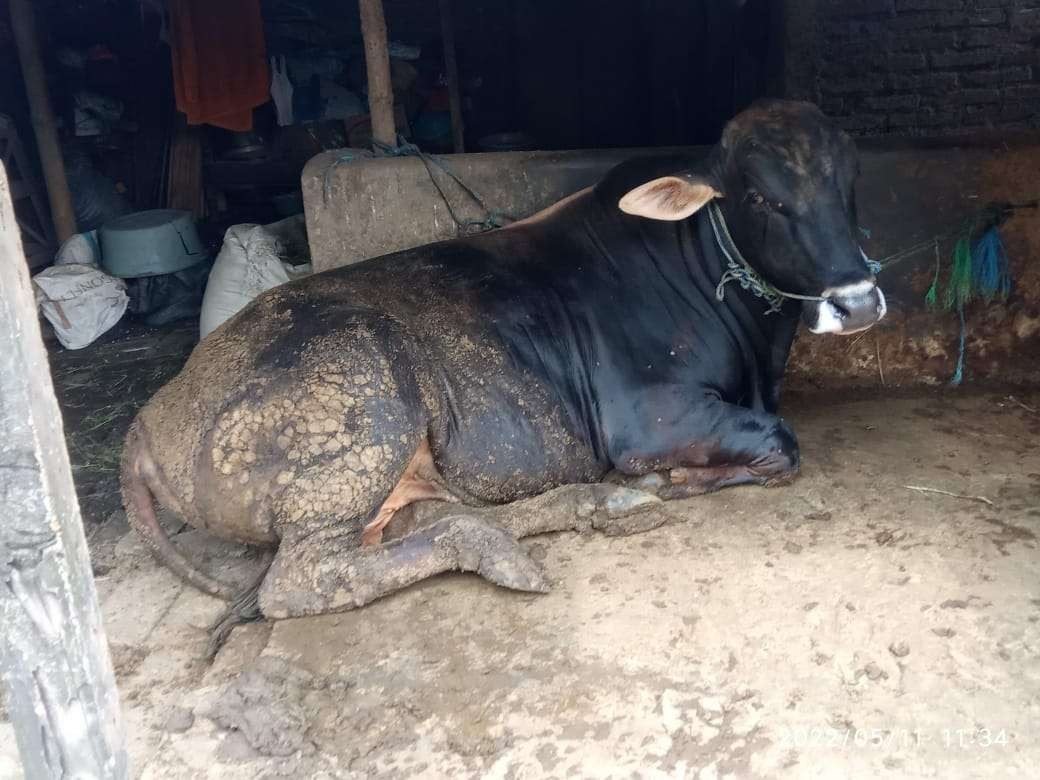 Sapi sehat di salah satu kandang milik warga di Bojonegoro.(Foto: Sujatmiko/Ngopibareng.id)