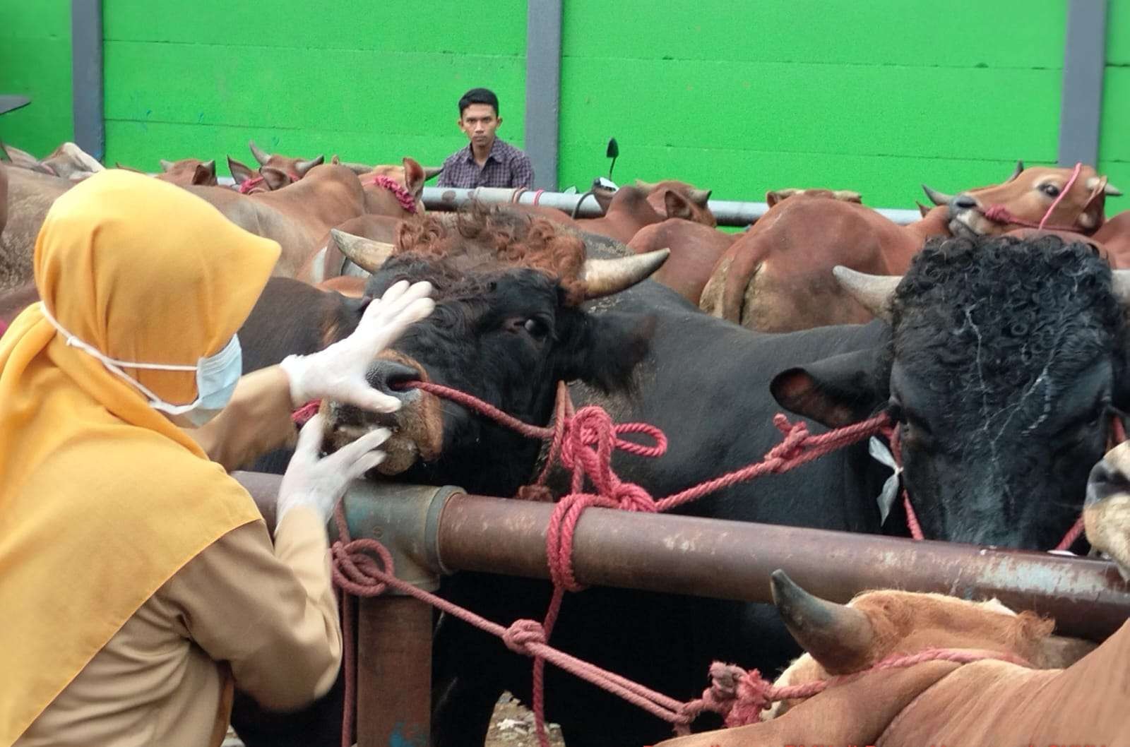 Seorang petugas sedang memeriksa sapi di Pasar Hewan Wonoasih, Kota Probolinggo. (Foto: Ikhsan Mahmudi/Ngopibareng.id)