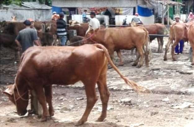 Pasar Hewan Selasaan Bondowoso mendapat pengawasan ketat guna mencegah masuknya virus PMK. (Foto: Guido Saphan/Ngopibareng.id)