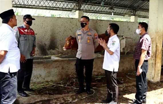 Petugas kesehatan hewan Disnakkan Bondowoso menjelaskan penanganan sapi, agar terhindar virus PMK kepada Kapolres AKBP Wimboko. (Foto: Guido Saphan/Ngopibareng.id)