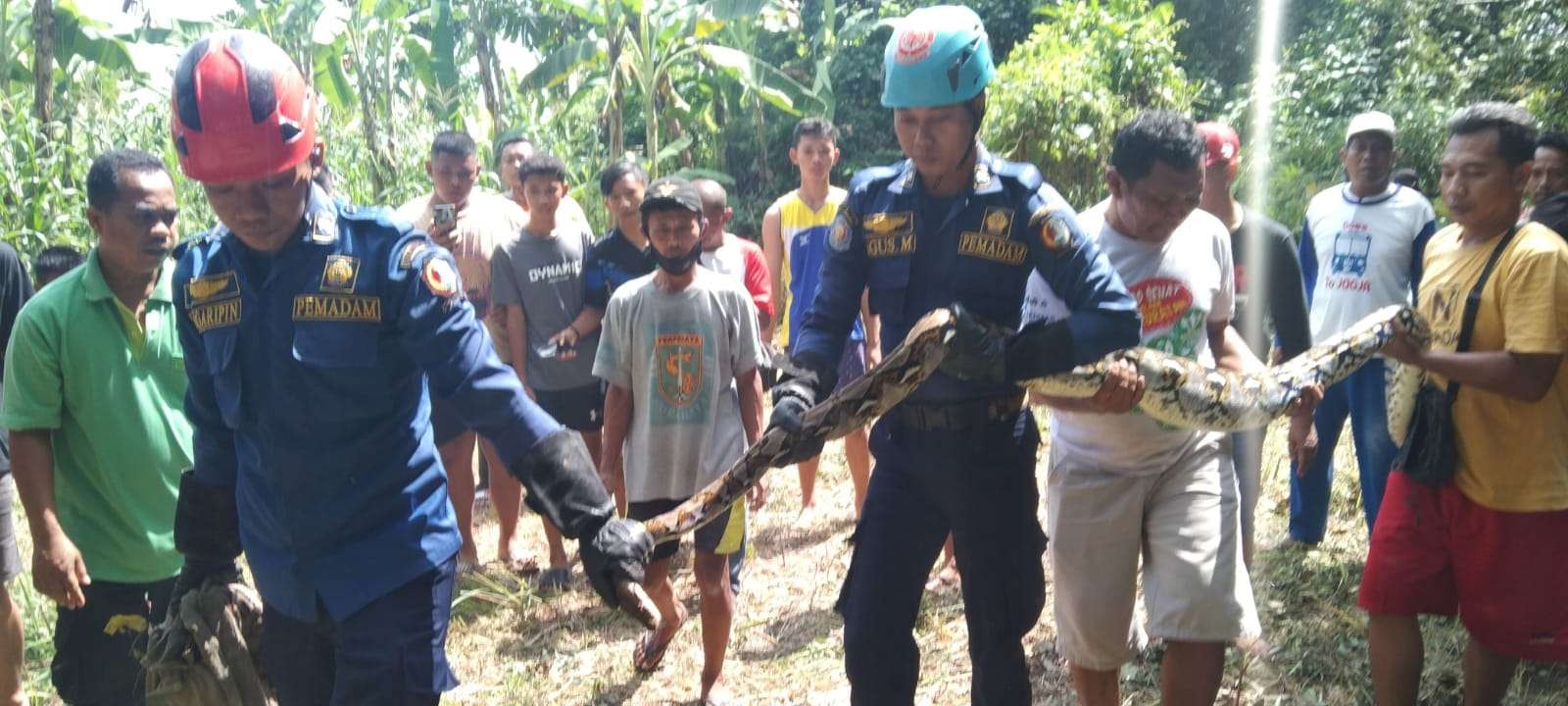 Ular sanca kembang ditangkap Tim Damkar di Desa Banjarsari Kecamatan Trucuk, Bojonegoro, Minggu 14 Mei 2022. (Foto: Dokumentasi Damkar Bojonegoro/Ngopibareng.id)